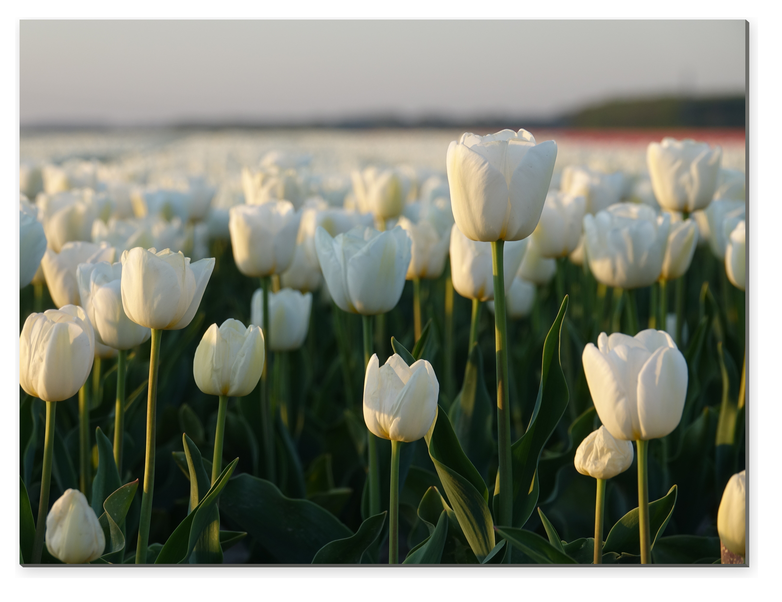 Pole bílých tulipánů v teplém podvečerním světle
