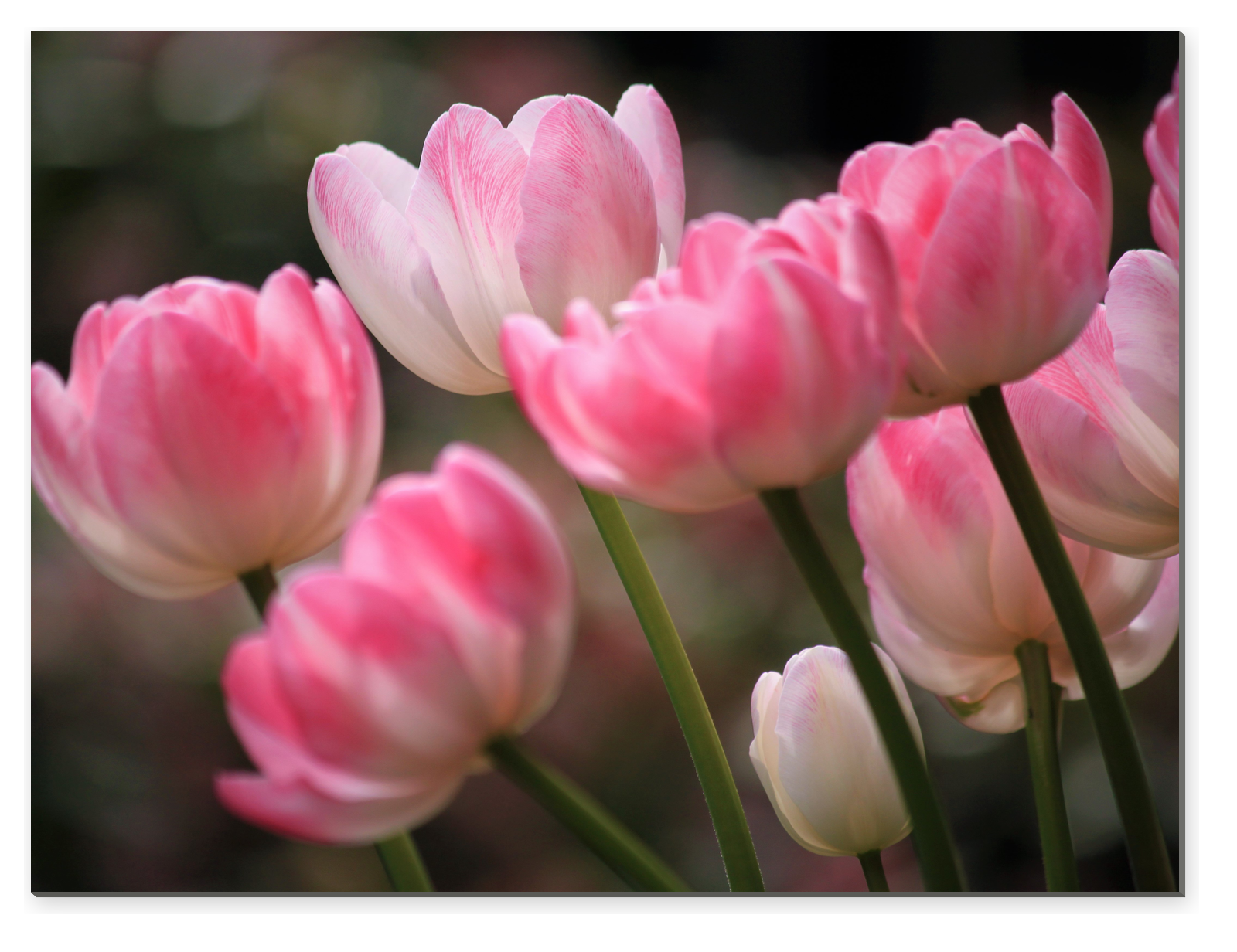 Detail růžových tulipánů na tmavém rozostřeném pozadí
