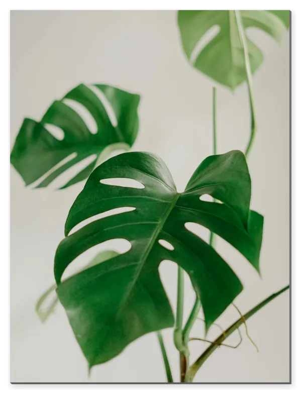 Monstera v jemných tónech