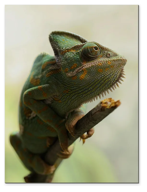 Chameleon na větvi