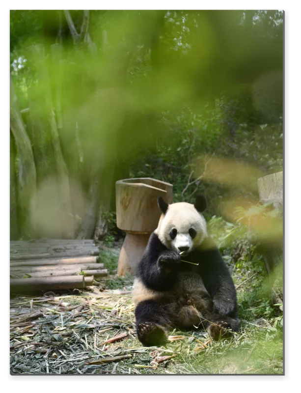 Panda velká v bambusovém háji