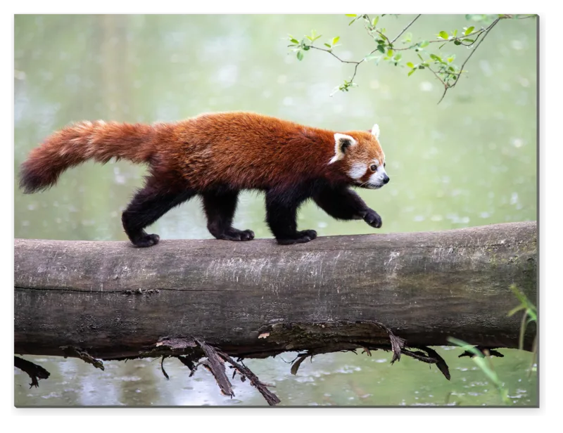 Červená panda na kmeni
