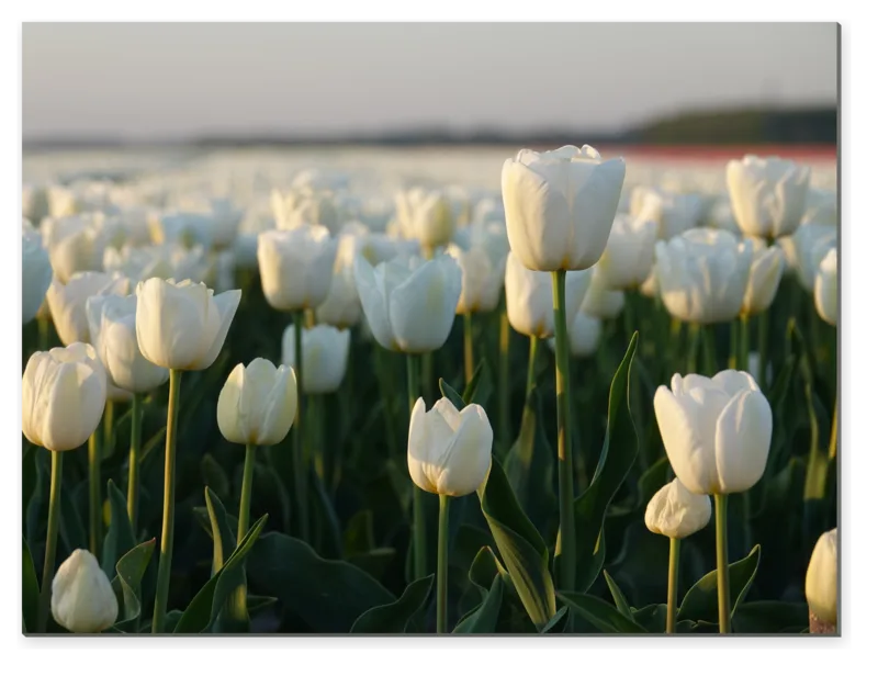 Bílé tulipány v podvečerním světle