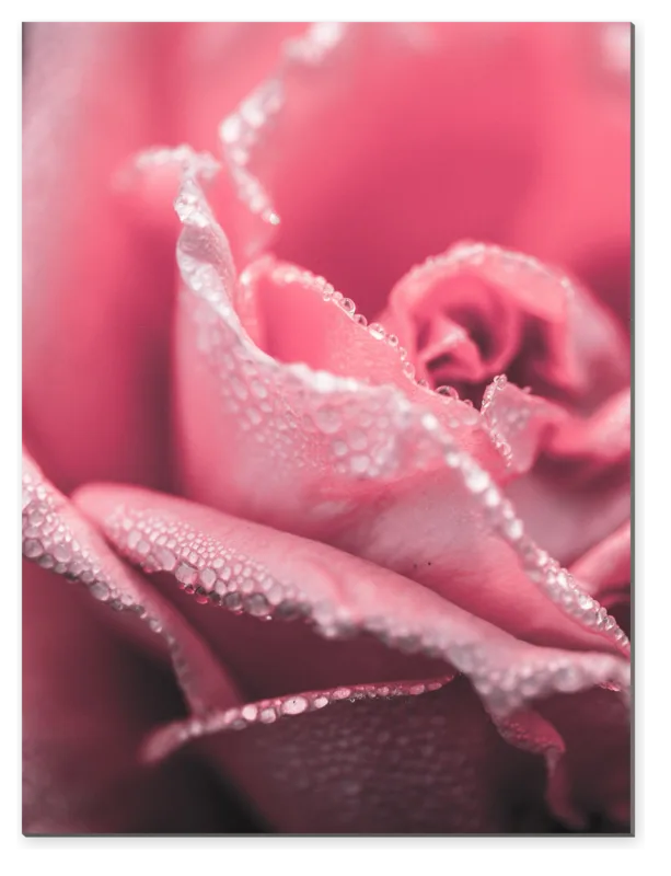 Růžová růže v ranní rose